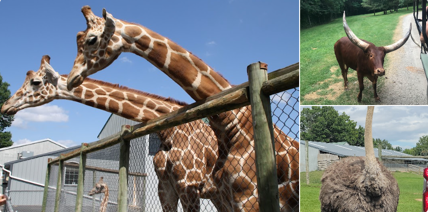 Adirondack Animal Land